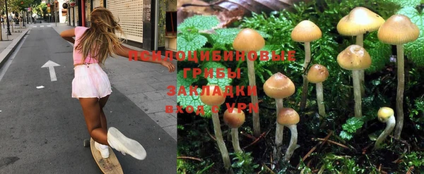 ПСИЛОЦИБИНОВЫЕ ГРИБЫ Аркадак